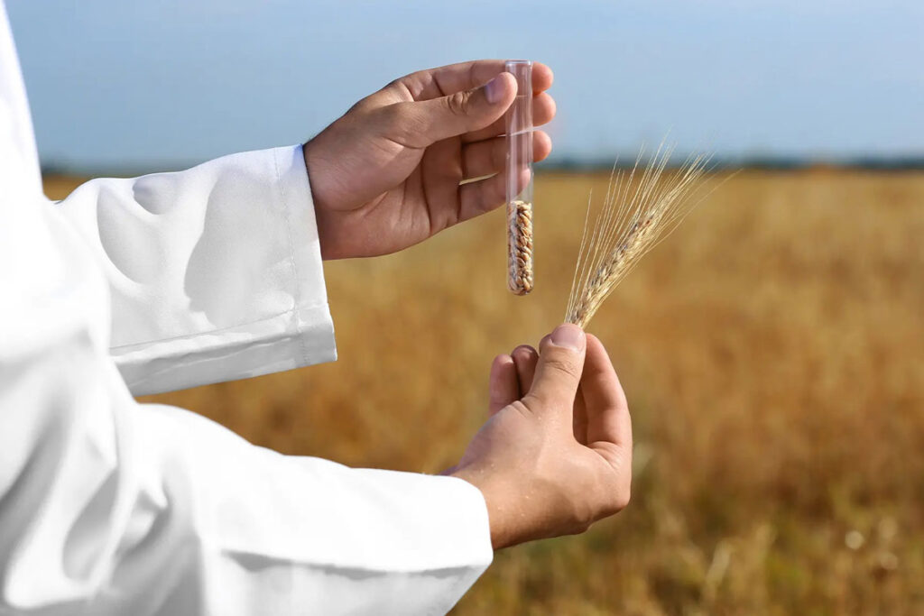 Controllo della qualità del grano per i prodotti PANDorà